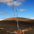 Devastation trail