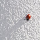 Beetle