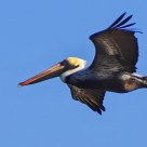 Pelican