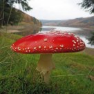Fly Argaic Toadstool