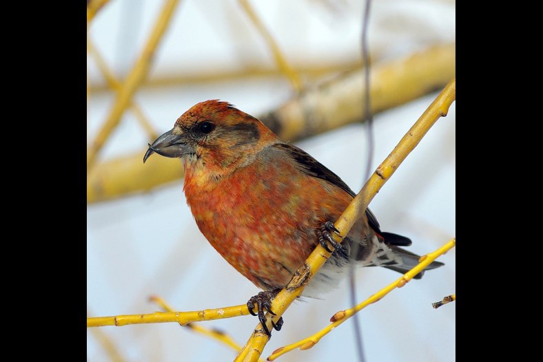 Male Crossbill