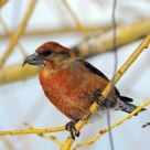 Male Crossbill