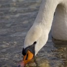 Swan