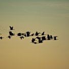 Da Cranes!!
