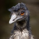 Bad Hair Day