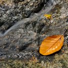 Leafs