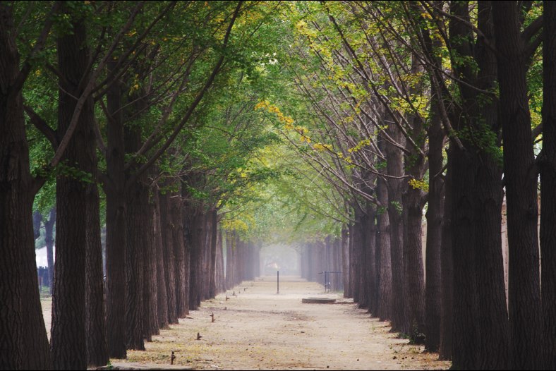 Ginkgo forest