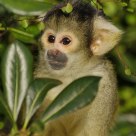 The London Zoo