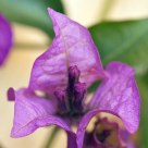 Bugambilla
