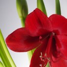 Hippeastrum