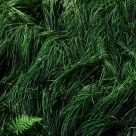 Green swirl