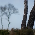 swinging trees
