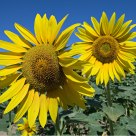 Sunflowers in the sun