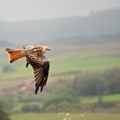 Red Kite II