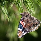 Mothra