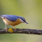 Nuthatch