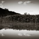 Pond Reflections