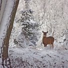 Snowdeer