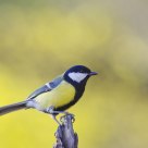 Great tit