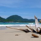 driftwood