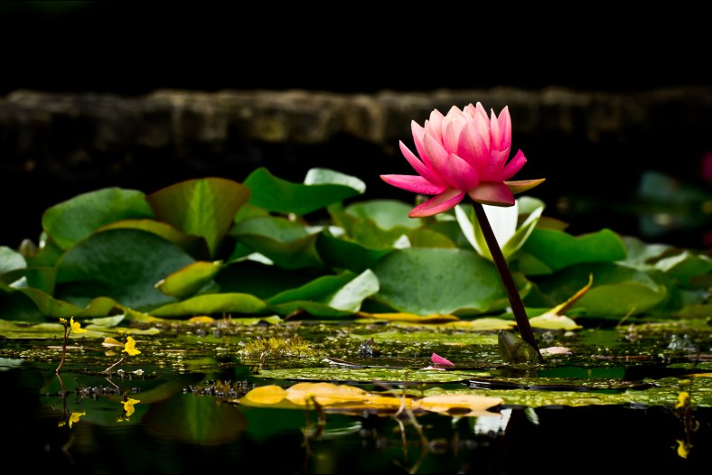 waterlily