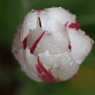 Spring Rain Tulip