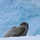 Weddell seal