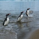 Emerging Gentoo Penguins