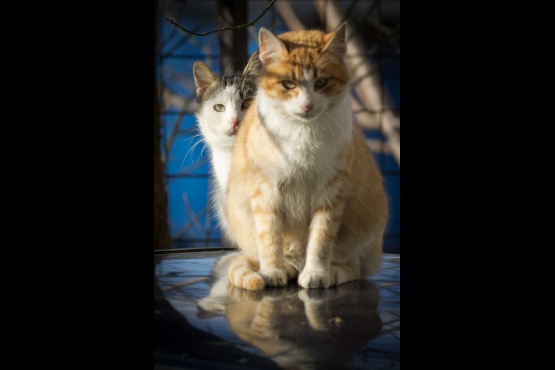 Hey fatso, do you mind steping aside so I can have my picture taken?!