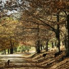 Cruzando el otoño