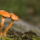 Mushroom