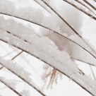 Winter Grasses