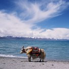 na mu cuo ( a lake in Tibet )
