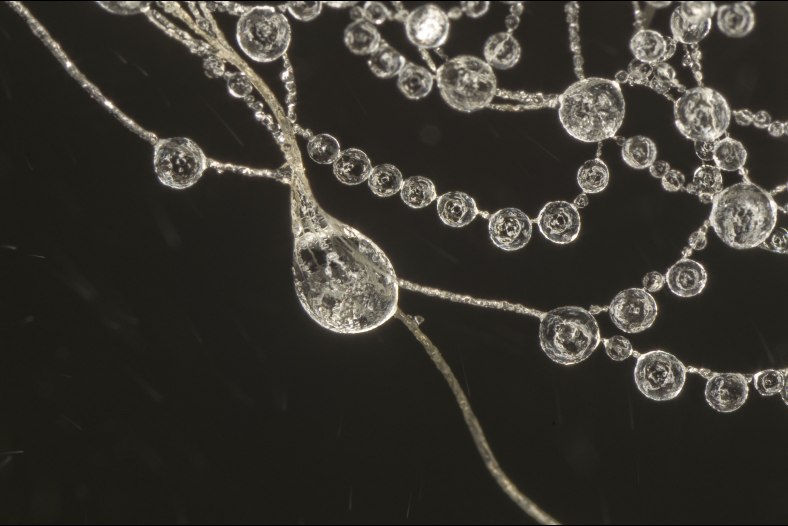 Frozen dew drops in a Spiders Web
