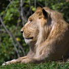 Juvenile Male African Lion