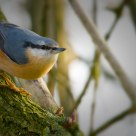 Eurasian Nuthatch, Sitta europaea