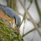 Eurasian Nuthatch, Sitta europaea