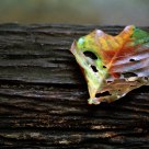 Fallen Leaf on a Bench