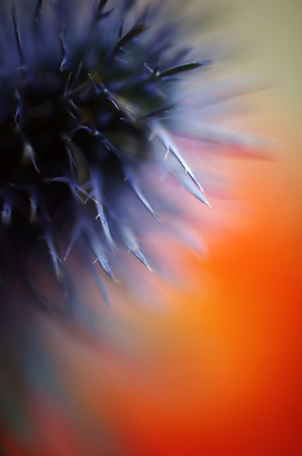 thistle