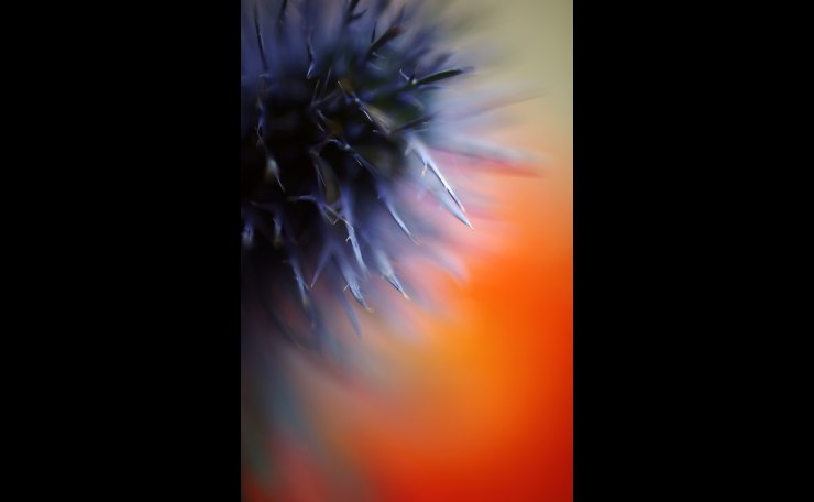 thistle