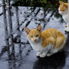 cat