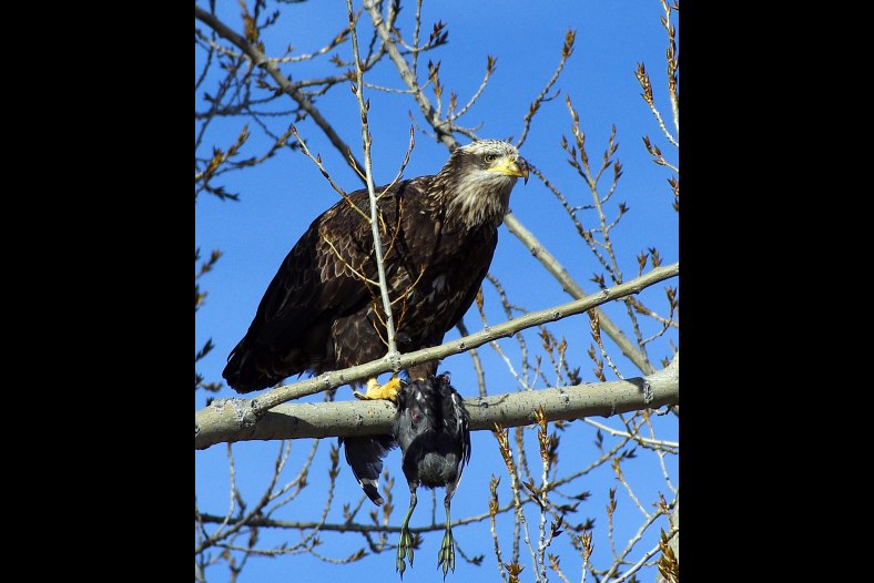 Imature Bald Eagle
