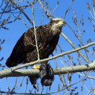 Imature Bald Eagle