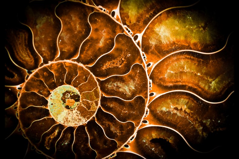Ammonite
