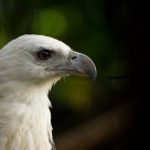 Sea Eagle