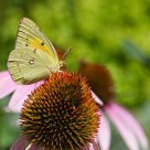 Clouded Sulphur on Echinacea