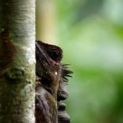 Sumatran encounter