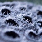 Frosty