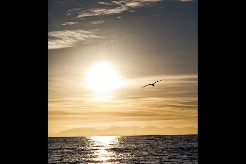freedom