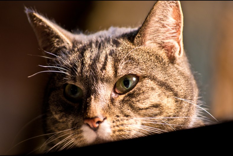 Eye of the 'tiger'